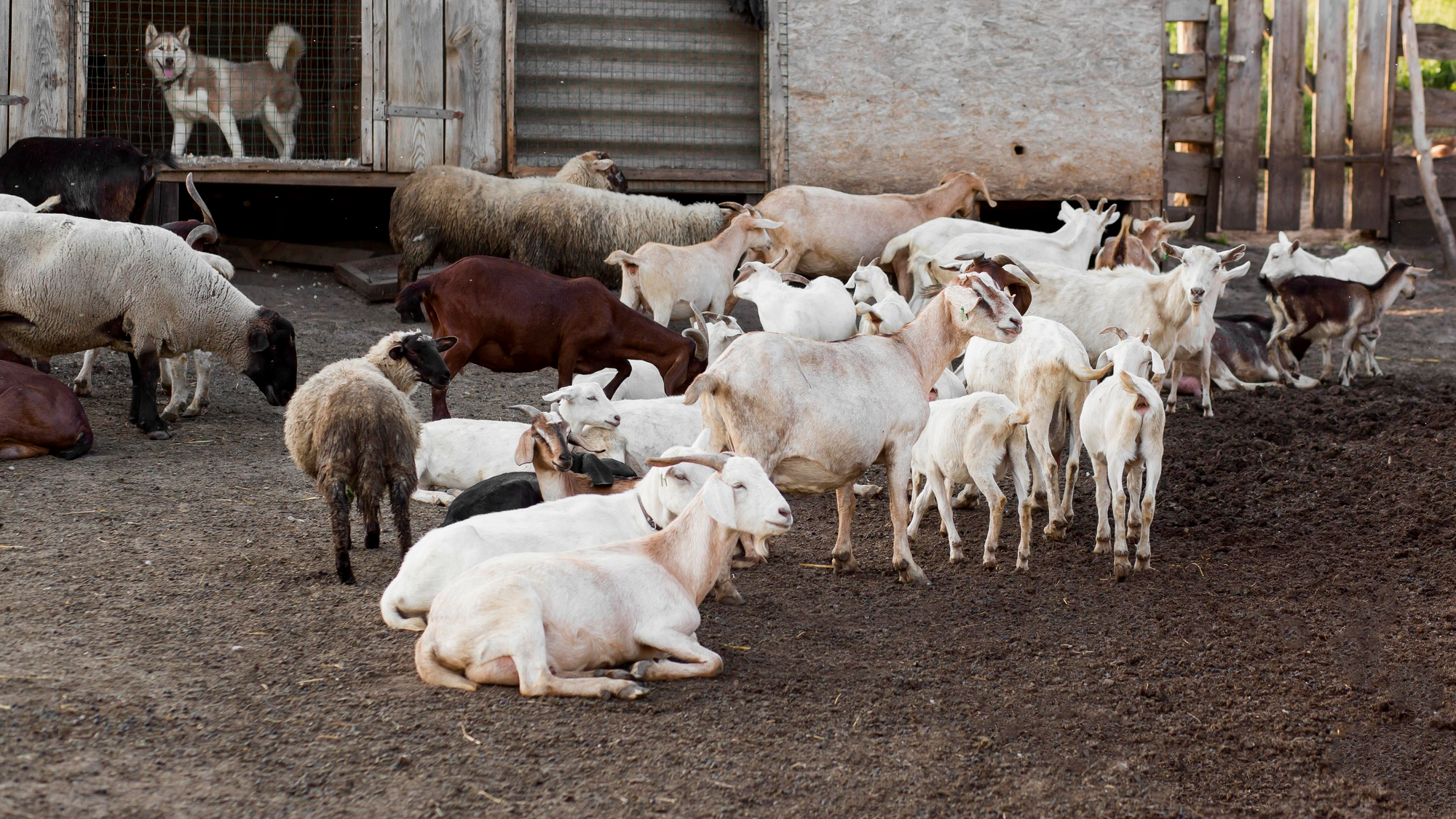 Mixed livestock gathered in a farmyard