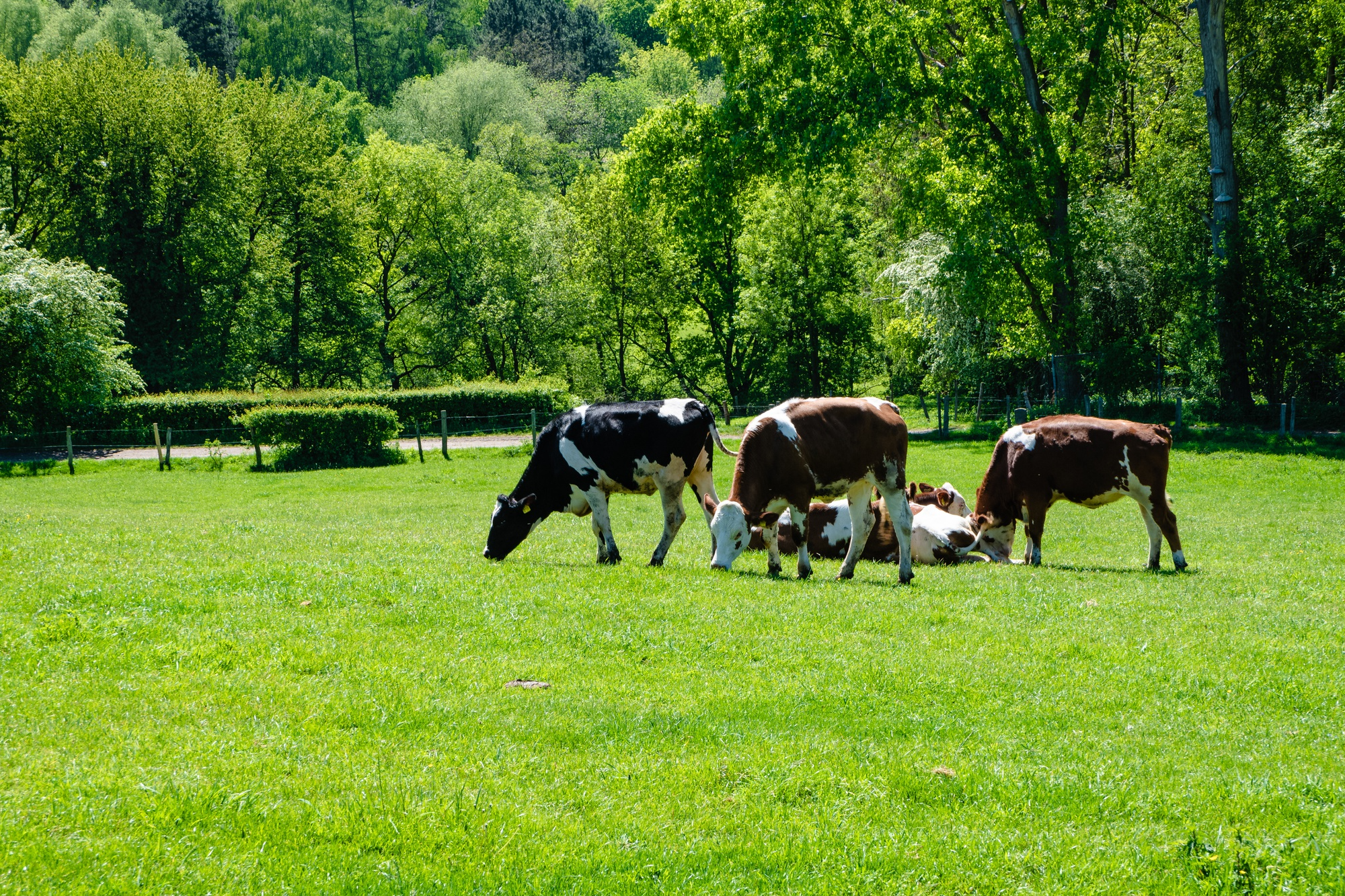 Cattle grazing in a green paddock