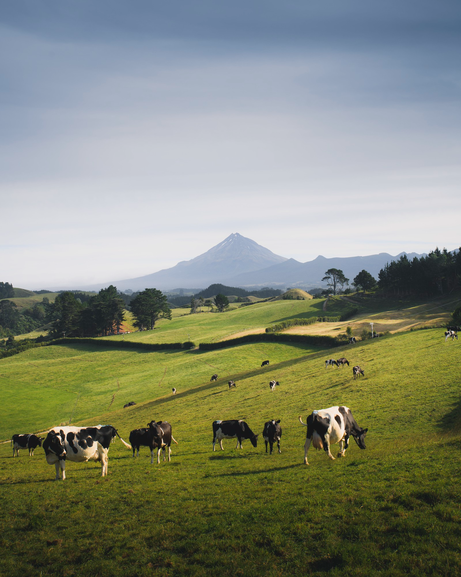 Cattle grazing across a wide green farm landscape
