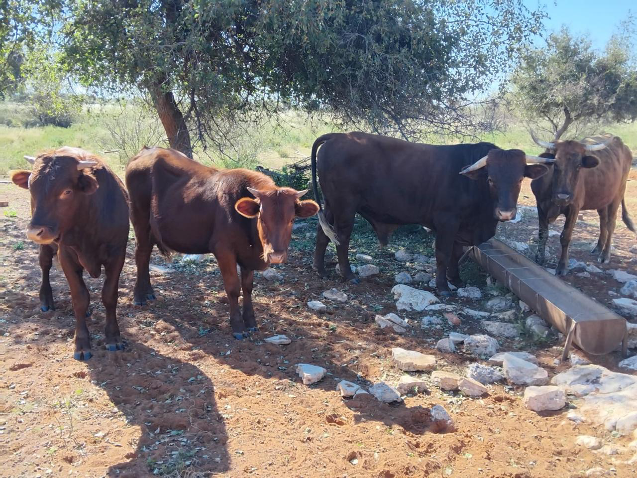 Cattle grazing across open pasture