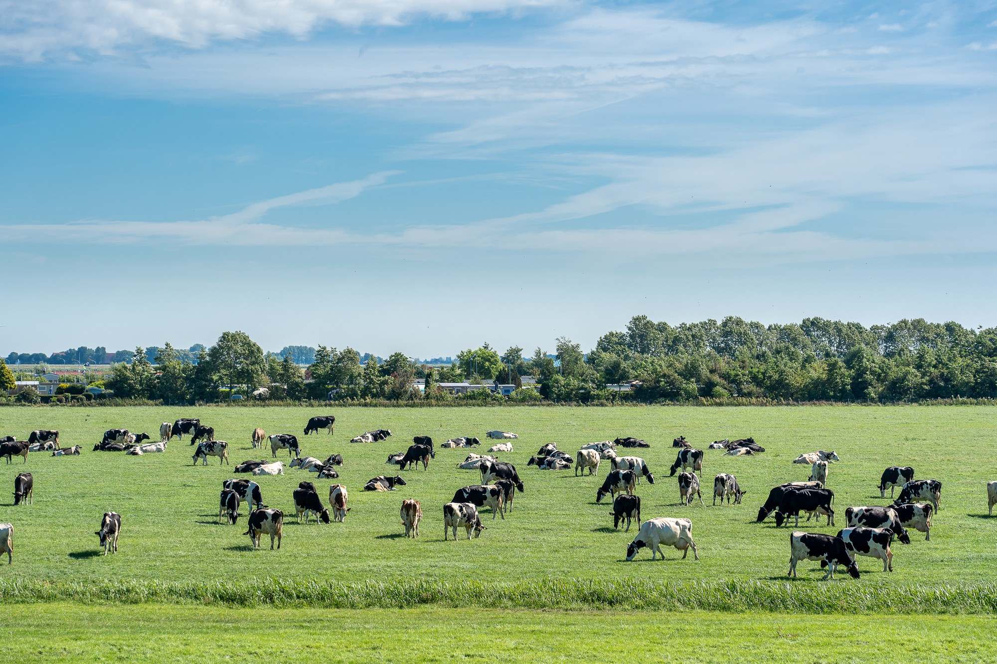 Large herd of cattle in open pasture
