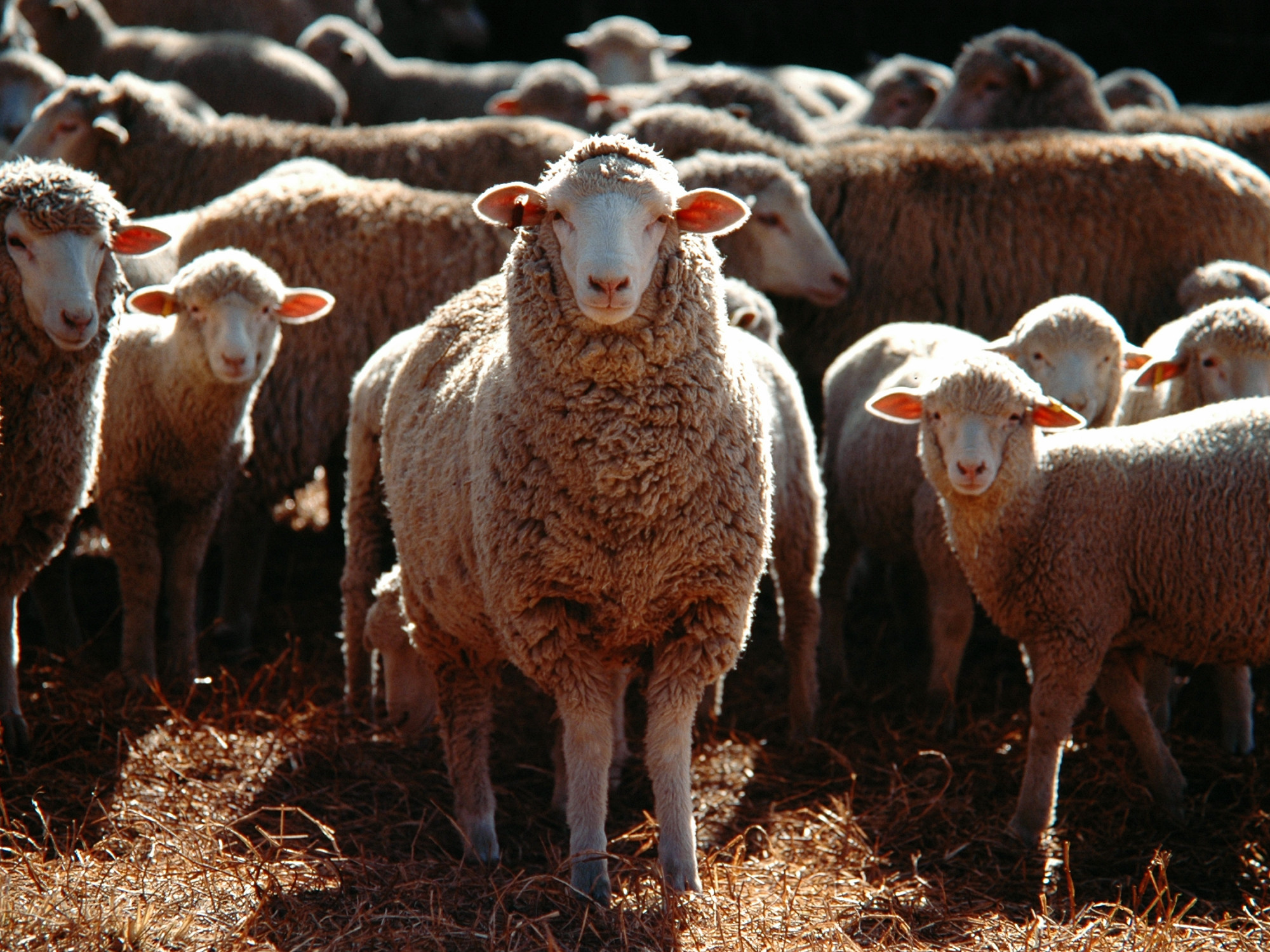 Sheep standing together on straw