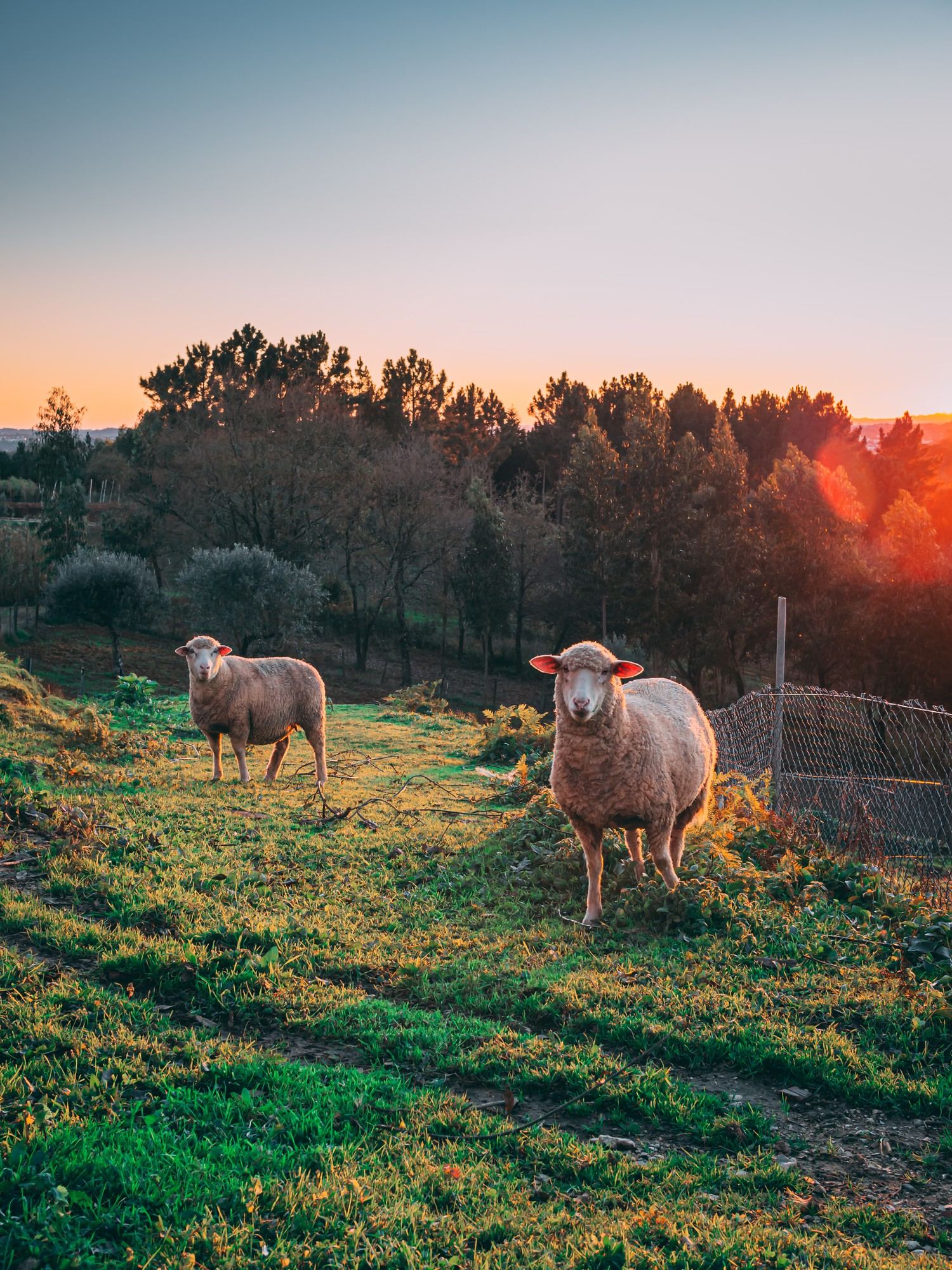 Two sheep standing on a farm at sunset